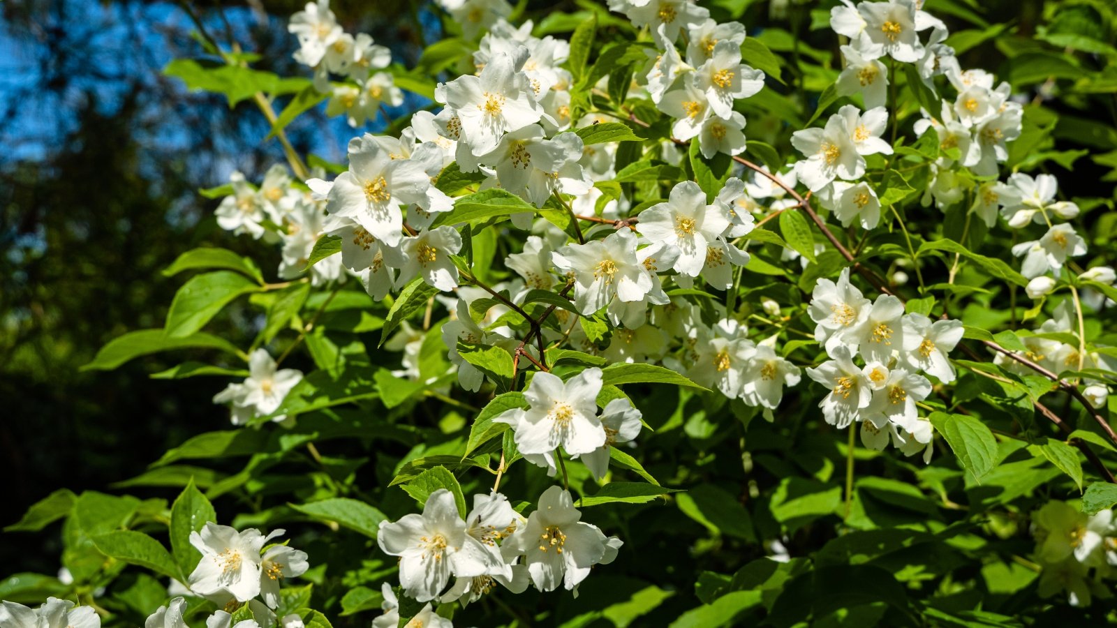 Clusters of creamy white, fragrant flowers bloom densely along woody branches above bright green, ovate leaves.