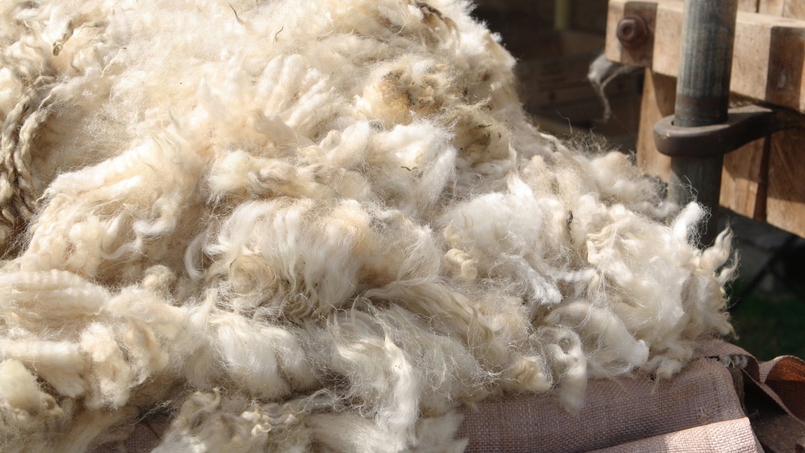 A large pile of unprocessed sheep's wool with tangled, matted fibers in shades of cream and gray rests in a barn corner.