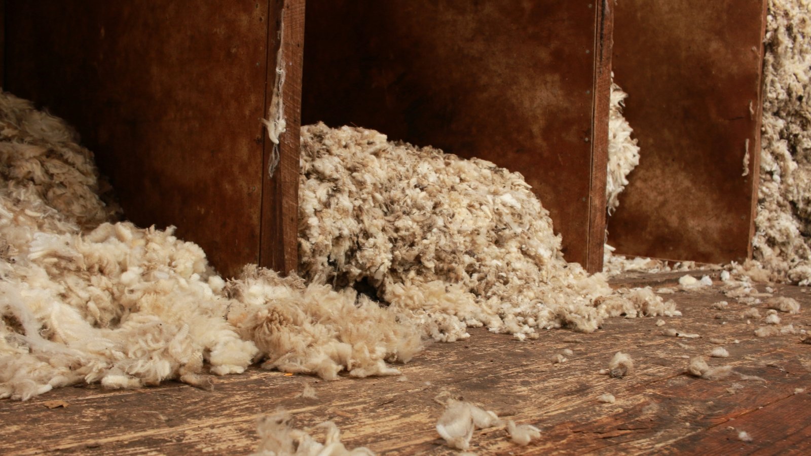 Piles of fluffy, off-white wool are heaped inside a rustic wooden shed with rough plank walls.