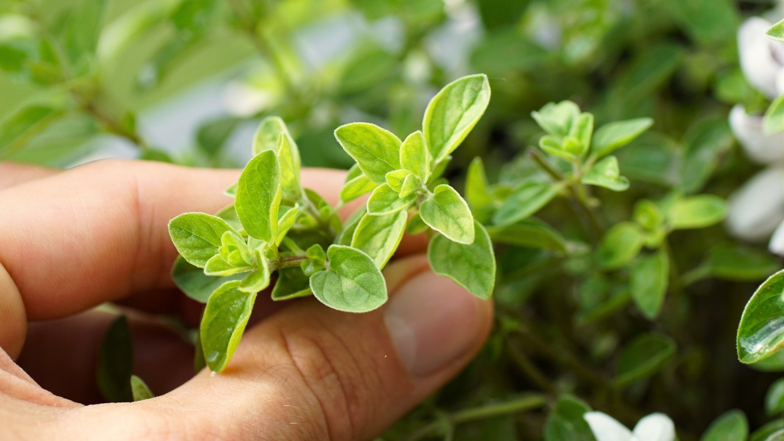 Close-up of a woman's hand pinching the top leaves of an oregano herb, featuring oval, green, slightly hairy leaves.