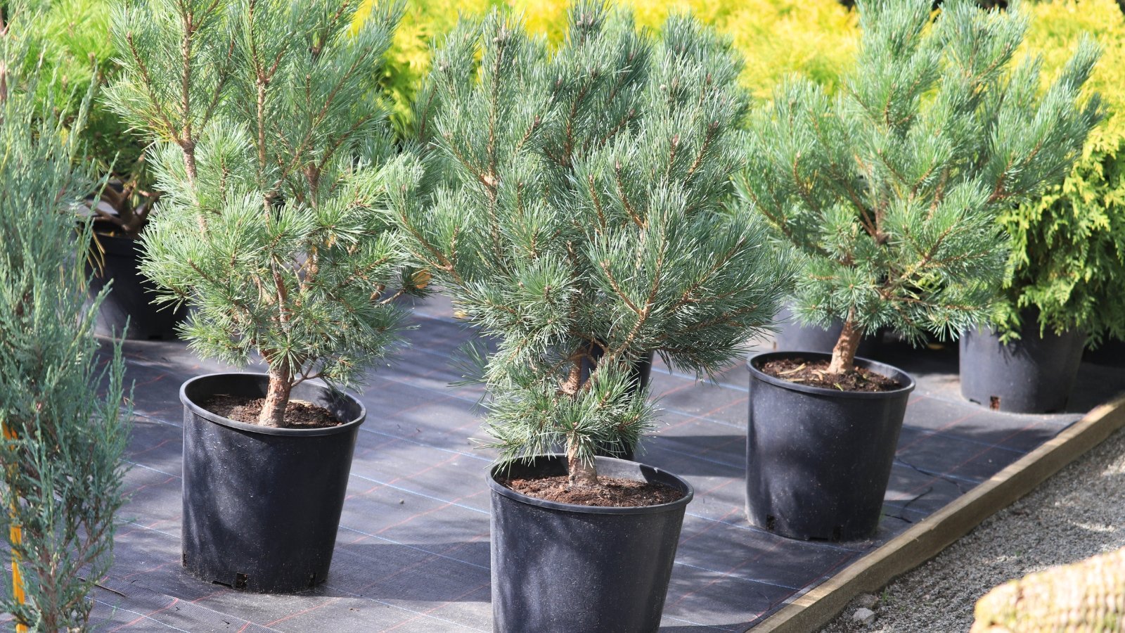 Three compact, silvery-green evergreen plants in dark pots stand on a ground cover, with other green and yellow plants blurred in the background.