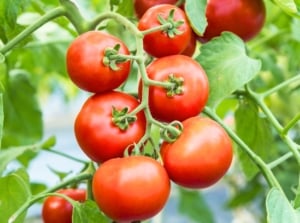 Close-up of a cluster of ripe, round, glossy, bright red-orange skinned fruits among green foliage