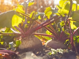 Deep purple-red roots emerge above the soil in a sunny garden bed, with reddish stems and crinkled green leaves—perfect for those who plant in July and grow vegetables for fall harvest.