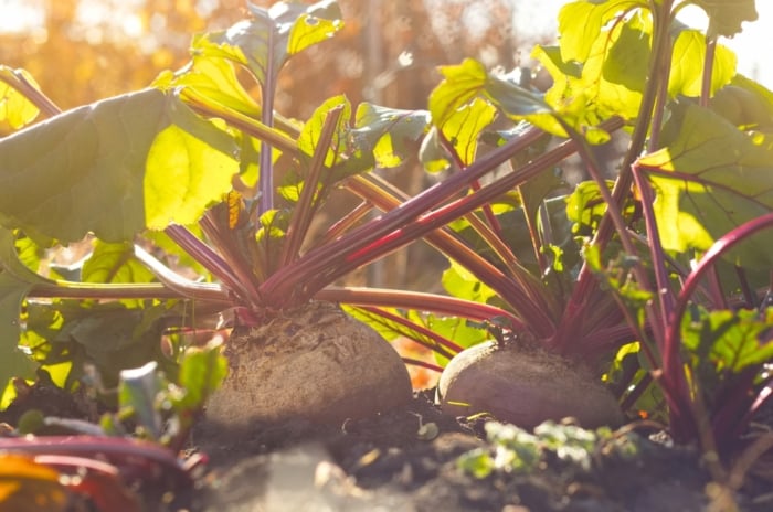 Deep purple-red roots emerge above the soil in a sunny garden bed, with reddish stems and crinkled green leaves—perfect for those who plant in July and grow vegetables for fall harvest.
