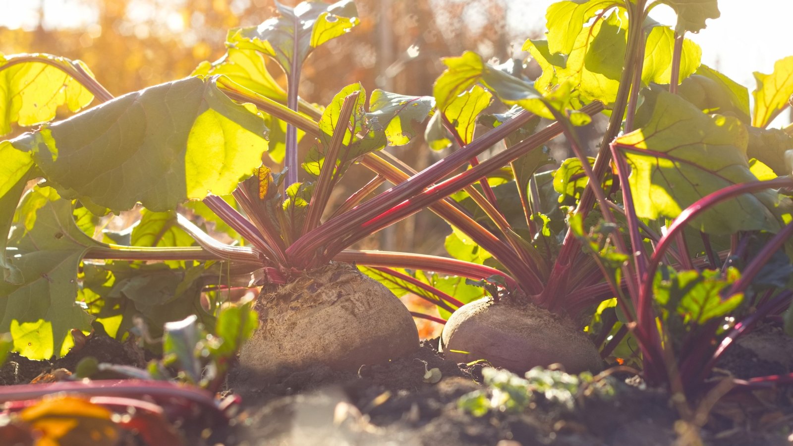 Deep purple-red roots emerge above the soil in a sunny garden bed, with reddish stems and crinkled green leaves—perfect for those who plant in July and grow vegetables for fall harvest.