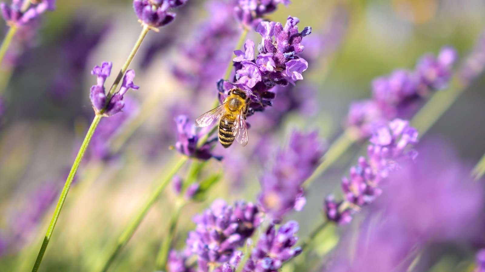 A bee pollinator gathers nectar from vibrant purple lavender flowers, one of many pollinator herbs, atop slender stems in a sunlit garden bed.