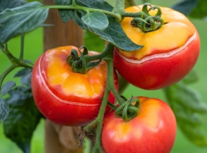 Prevent tomato cracking. A close-up of three ripening round tomatoes with bright red glossy cracking skin and yellowish tops hanging from a sturdy stem among green foliage.
