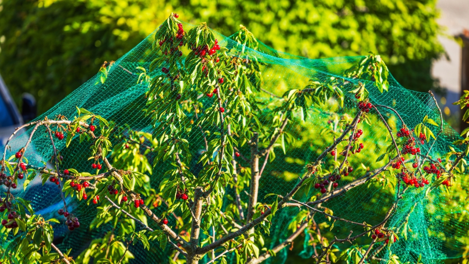 How to Protect Your Fruit Trees From Birds