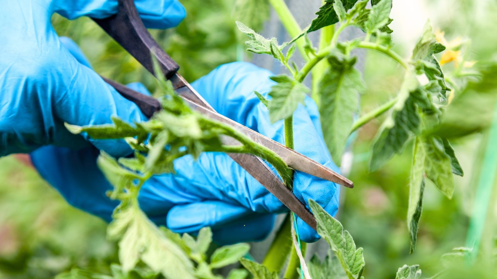 Close up of gardener's hands in blue gloves trimming tomato suckers using black scissors on a young bush with green jagged foliage.