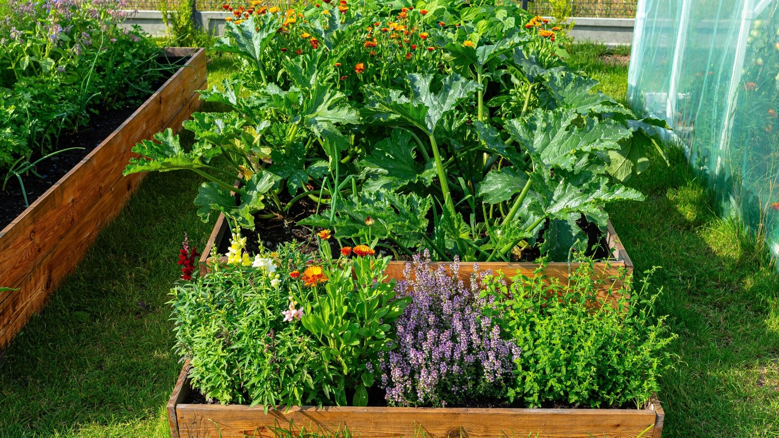 A raised wooden bed with zucchini plants growing along with companion plants including marigolds, mint, rosemary and more.