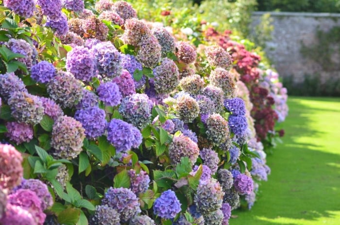 hydrangeas in colorful bloom along hedgerow