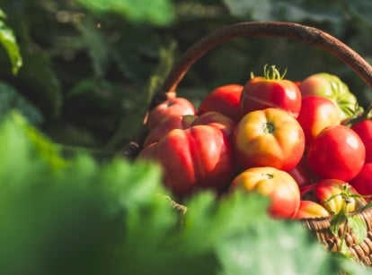Freshly picked immature red and yellow tomatoes in a large wicker basket in a sunny garden, demonstrating how tomatoes ripen faster.