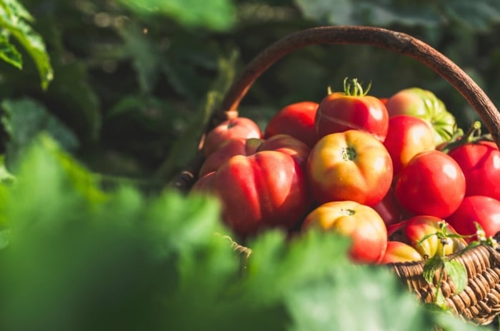 Freshly picked immature red and yellow tomatoes in a large wicker basket in a sunny garden, demonstrating how tomatoes ripen faster.