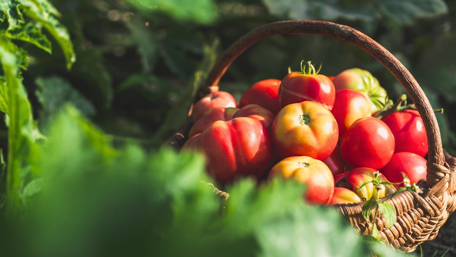 7 Unexpected Ways to Ripen Your Tomatoes Faster