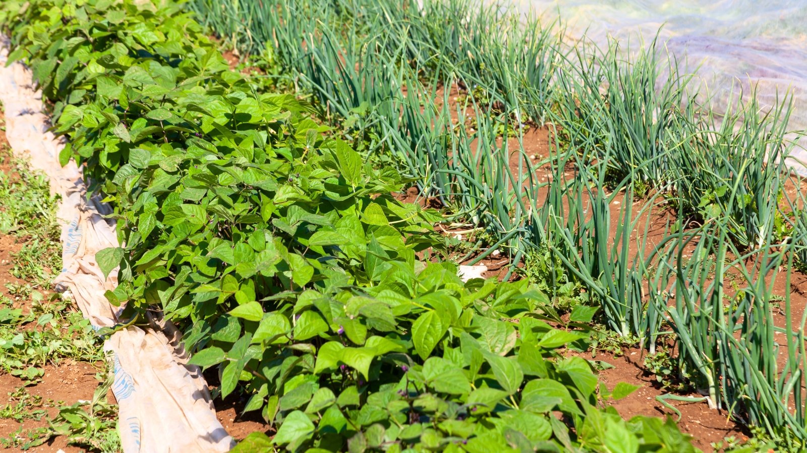 Neatly spaced rows of green beans with upright stems and broad leaves grow beside slender green onion stalks in a well-tended garden bed.