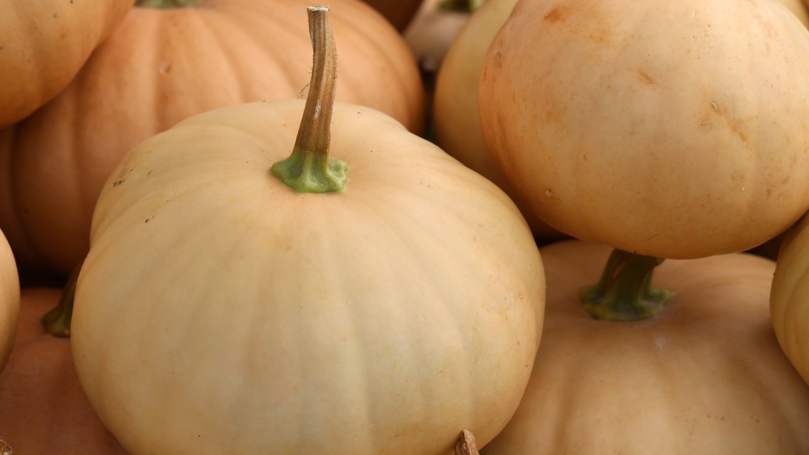 A pile of small, round, pale orange fruits with smooth rinds and short, sturdy stems lies on the ground.