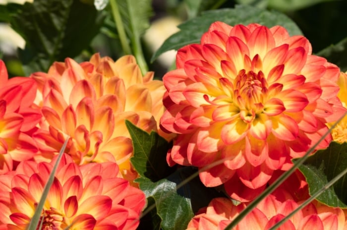 A close-up of blooming short bushy dahlias featuring bright yellow-orange trumpet-shaped flowers with delicate petals blooming amidst lush green, deeply lobed leaves.