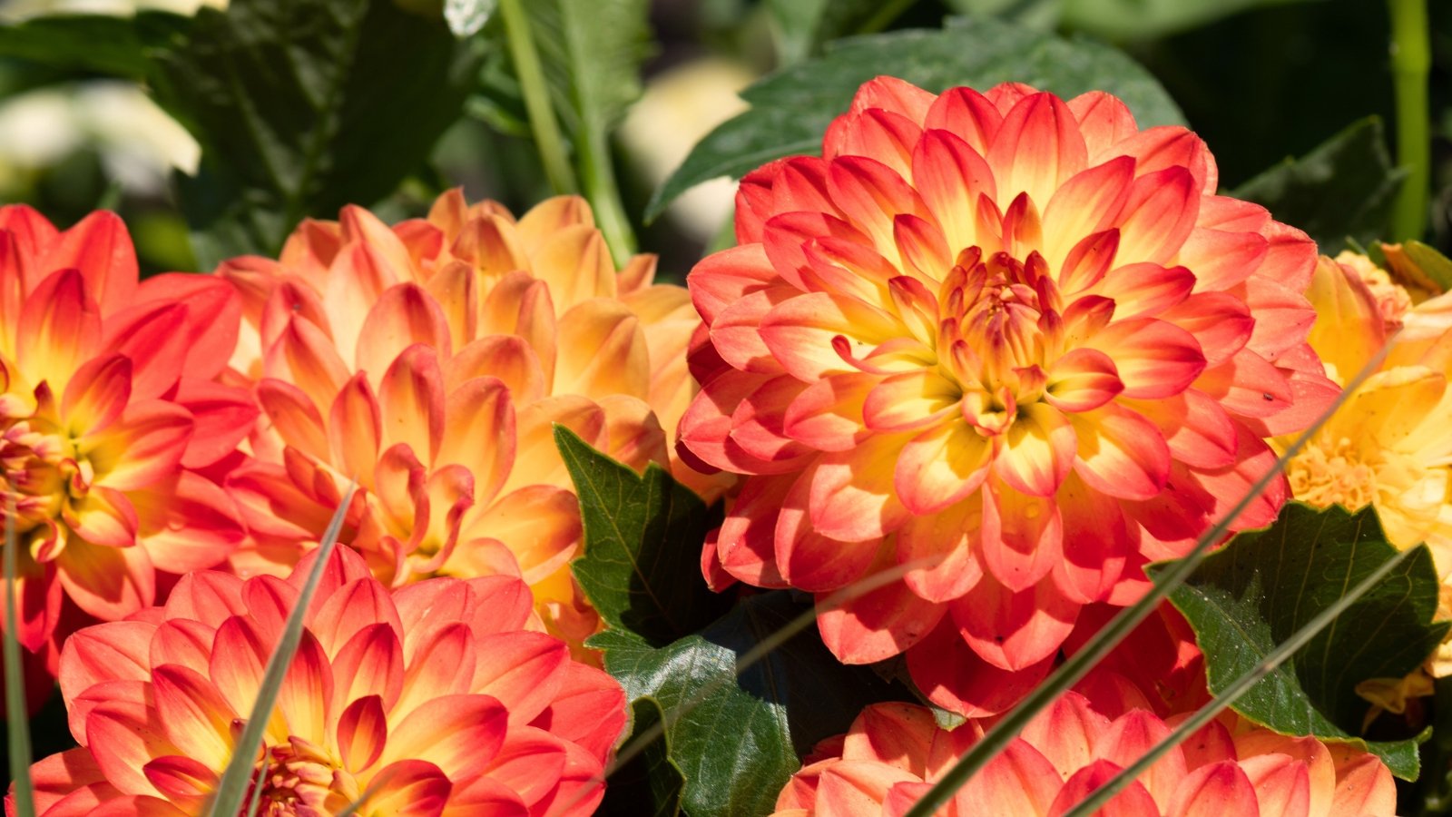 A close-up of blooming short bushy dahlias featuring bright yellow-orange trumpet-shaped flowers with delicate petals blooming amidst lush green, deeply lobed leaves.