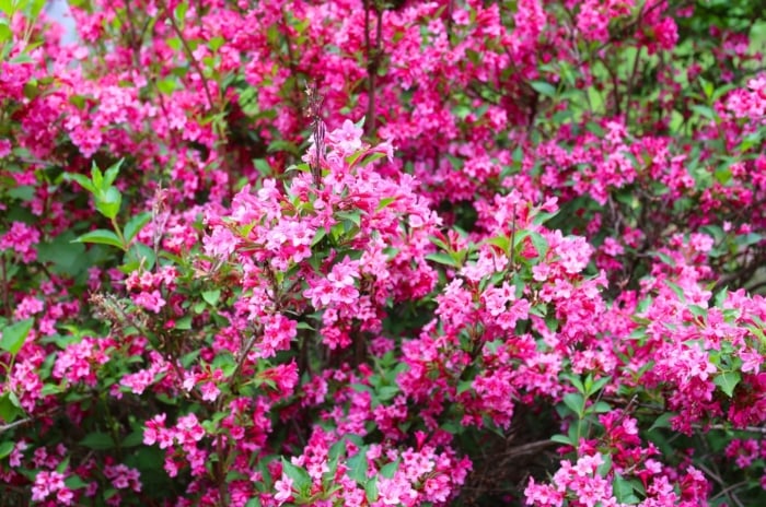 Several clusters of vibrant fuchsia-pink, bell-shaped flowers, each with a contrasting paler throat, bloom densely on slender stems amidst lush green foliage — perfect examples of shrubs with summer flowers.