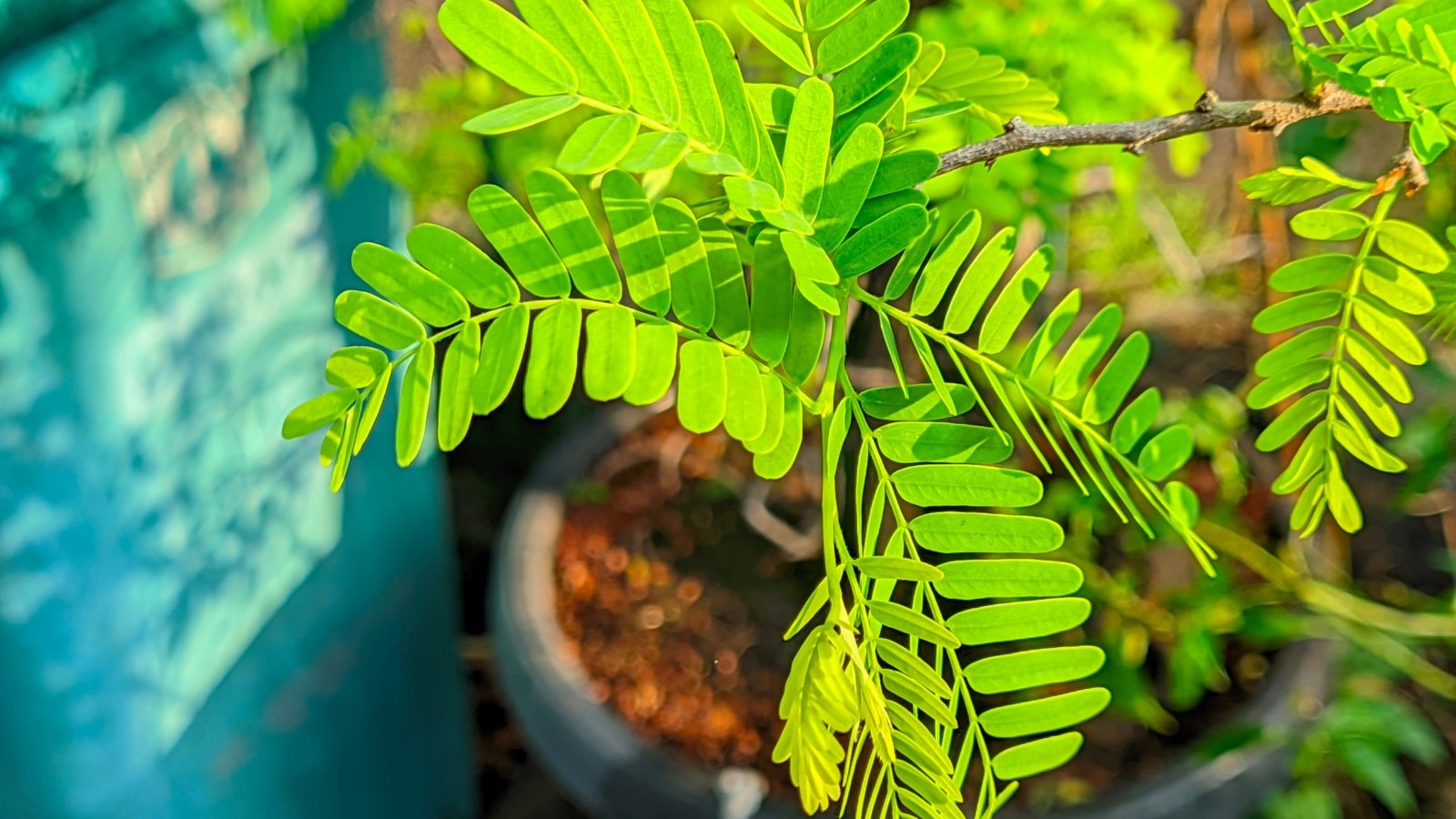 A small seedling with soft green, oval leaflets on thin stems grows upright in a garden pot filled with dark soil and surrounded by mulch.