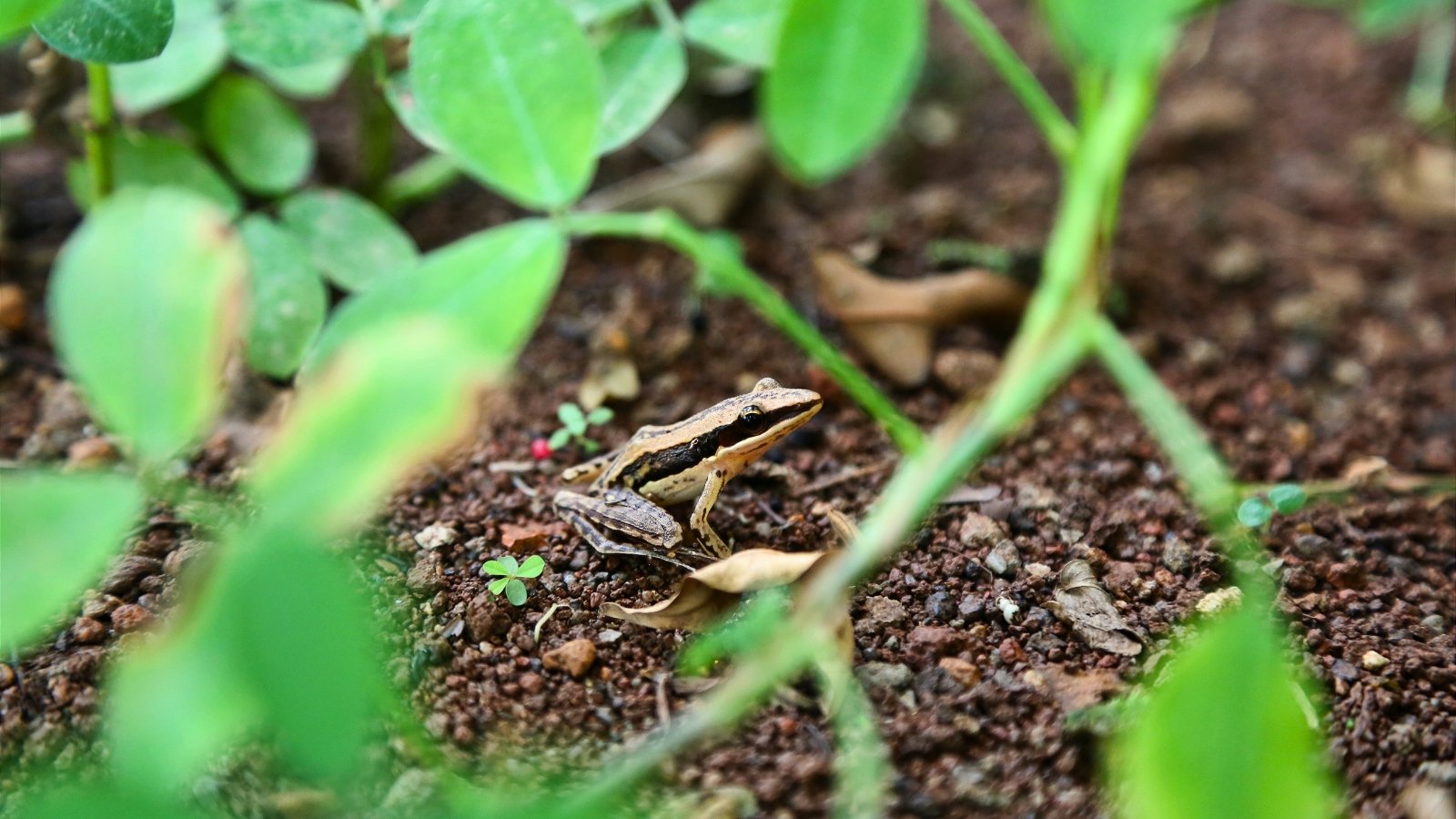Small wood frog with mottled brown skin blending among vibrant green garden leaves.