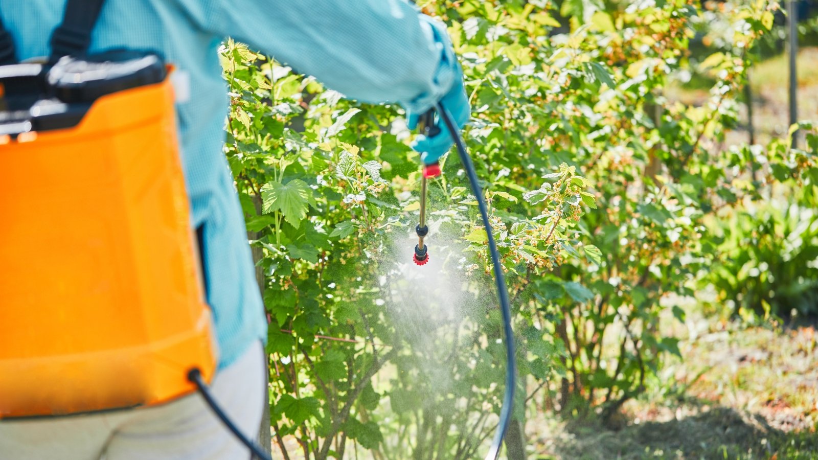 A gardener in a blue shirt, with an orange container on his back and an extended spray gun, sprays insecticides on lush green bushes in a garden.