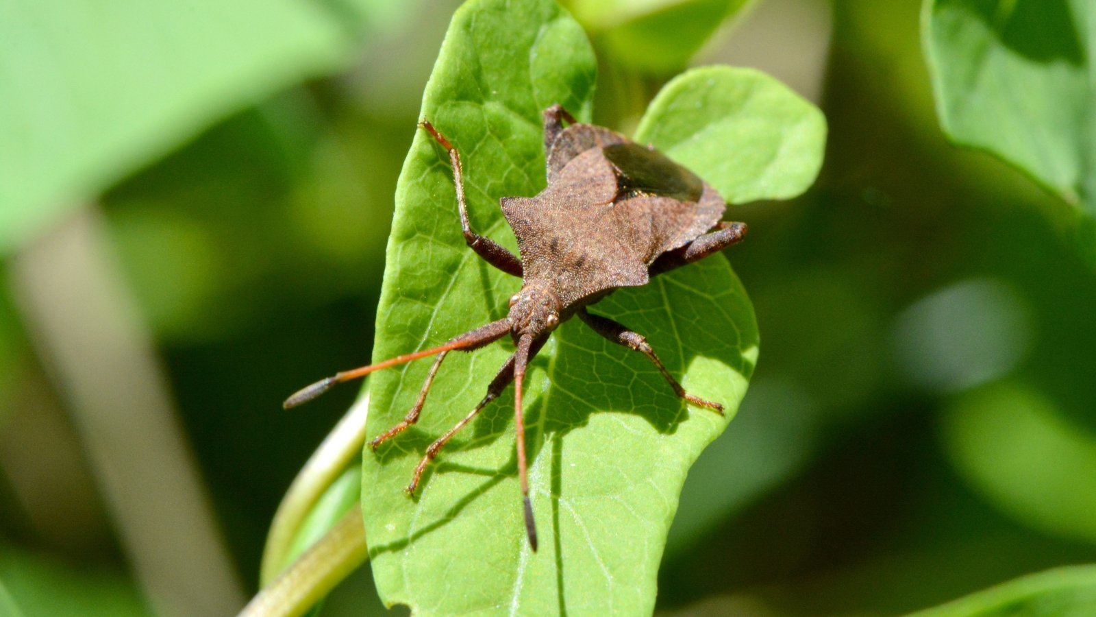 Flat, brownish-gray squash bug with a shield-shaped body rests on a green, veined leaf with smooth edges.