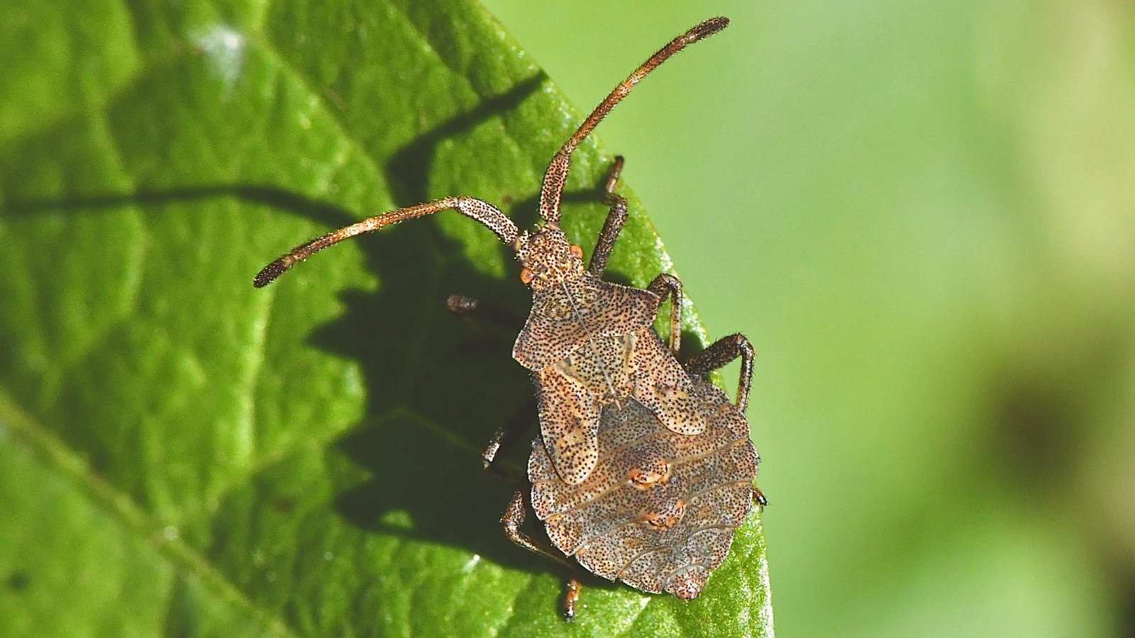 A dark, shield-shaped squash insect with mottled brown and gray markings rests on a vibrant green leaf.