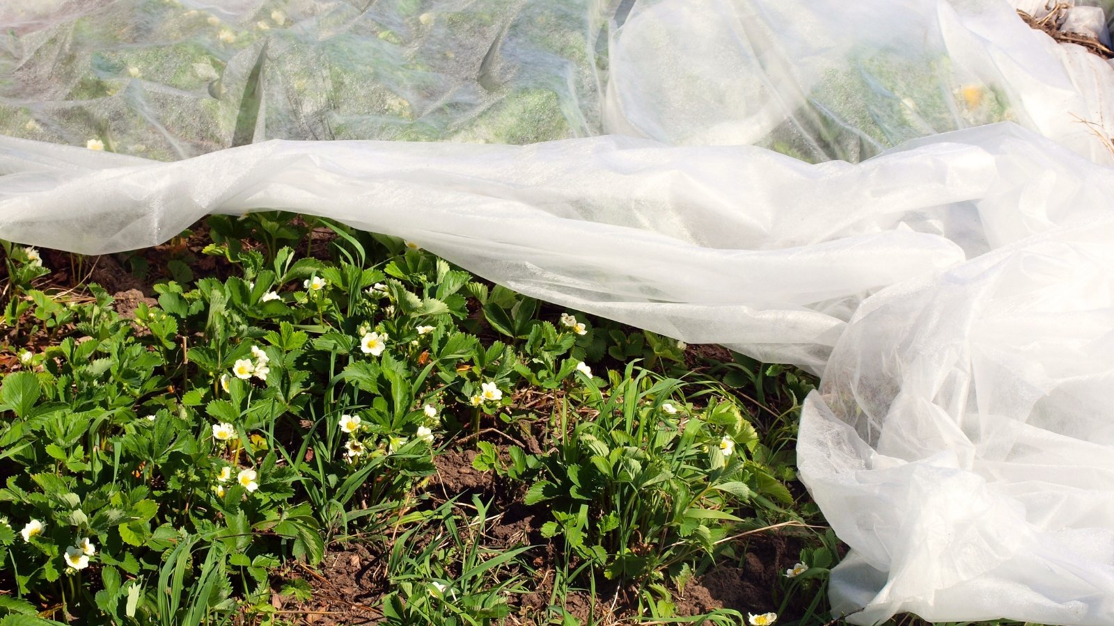 Flowering strawberry plants with white flowers and green serrated leaves are covered with white row cover to protect against frost.