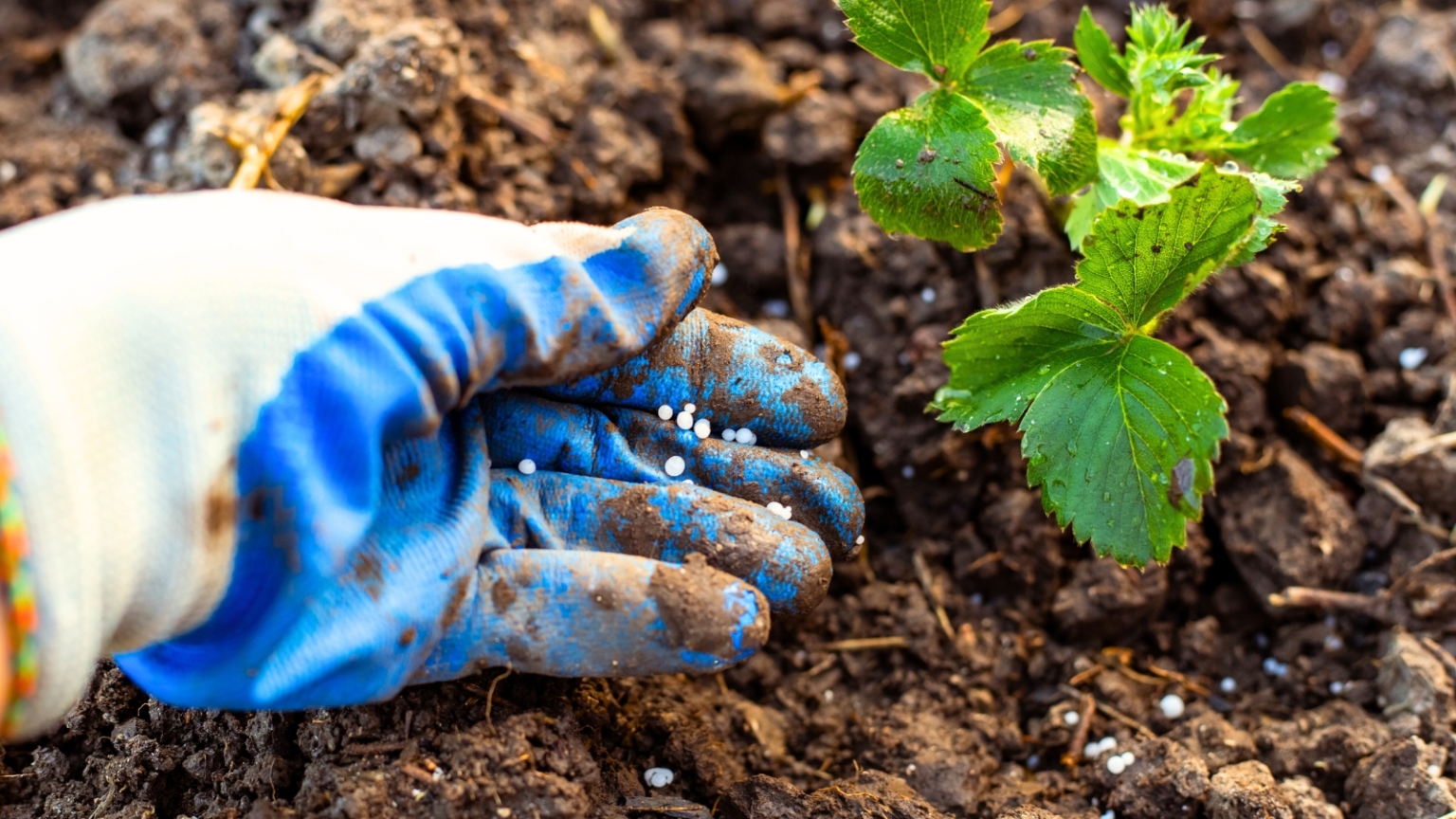 No Berries on Your Strawberry Plant? 11 Fixes to Try