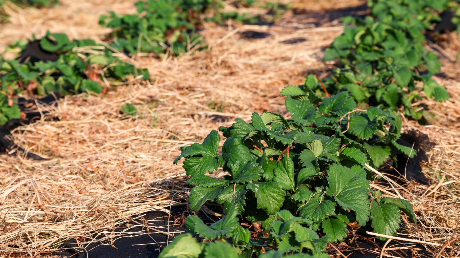 Strawberry plants with vibrant green leaves are nestled in a garden bed mulched with golden straw.