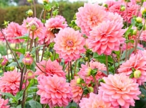 Tall dahlia varieties grow in a sunny garden, displaying large, layered flower buds with bright pink-apricot rounded petals on tall, slender stems with green serrated foliage.