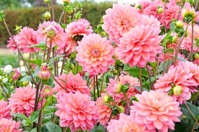 Tall dahlia varieties grow in a sunny garden, displaying large, layered flower buds with bright pink-apricot rounded petals on tall, slender stems with green serrated foliage.