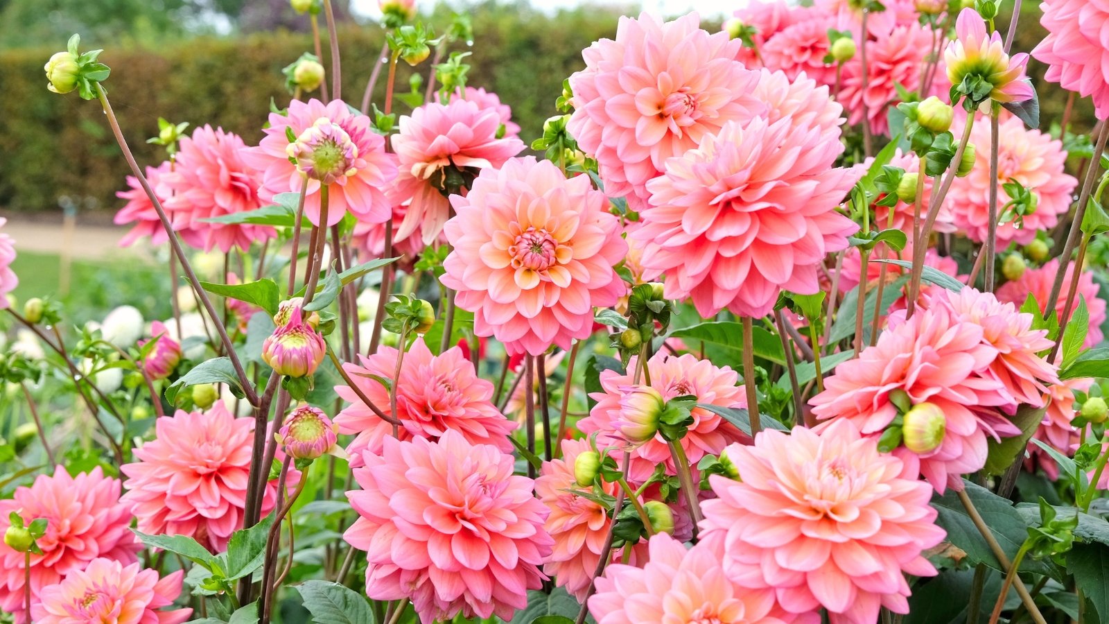 Tall dahlia varieties grow in a sunny garden, displaying large, layered flower buds with bright pink-apricot rounded petals on tall, slender stems with green serrated foliage.