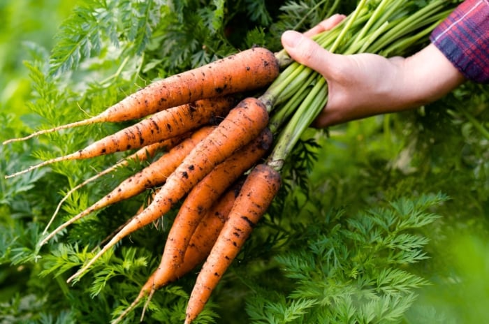 Close up of a gardener's hands holding a bunch of freshly picked carrots with bright orange elongated tapered roots covered in soil residue, with lush green lacy foliage, showing time to harvest carrots.