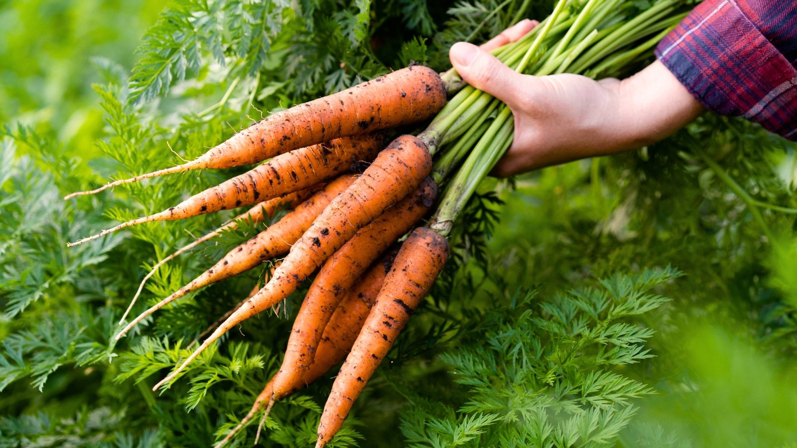 5 Signs It’s Time To Harvest Your Carrots