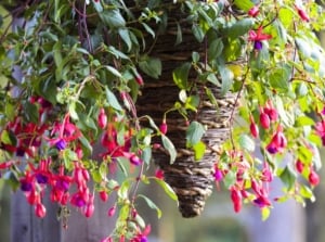 Trailing fuchsia variety with arching stems covered in pink and purple bell-shaped flowers spills over a hanging cone pot in a sunny garden setting.