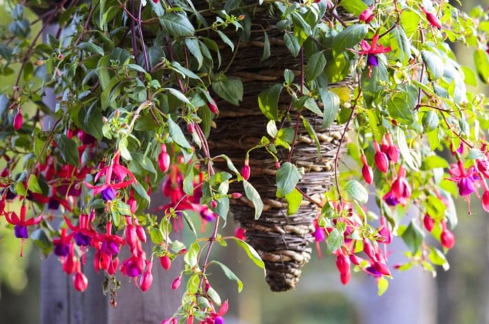 Trailing fuchsia variety with arching stems covered in pink and purple bell-shaped flowers spills over a hanging cone pot in a sunny garden setting.
