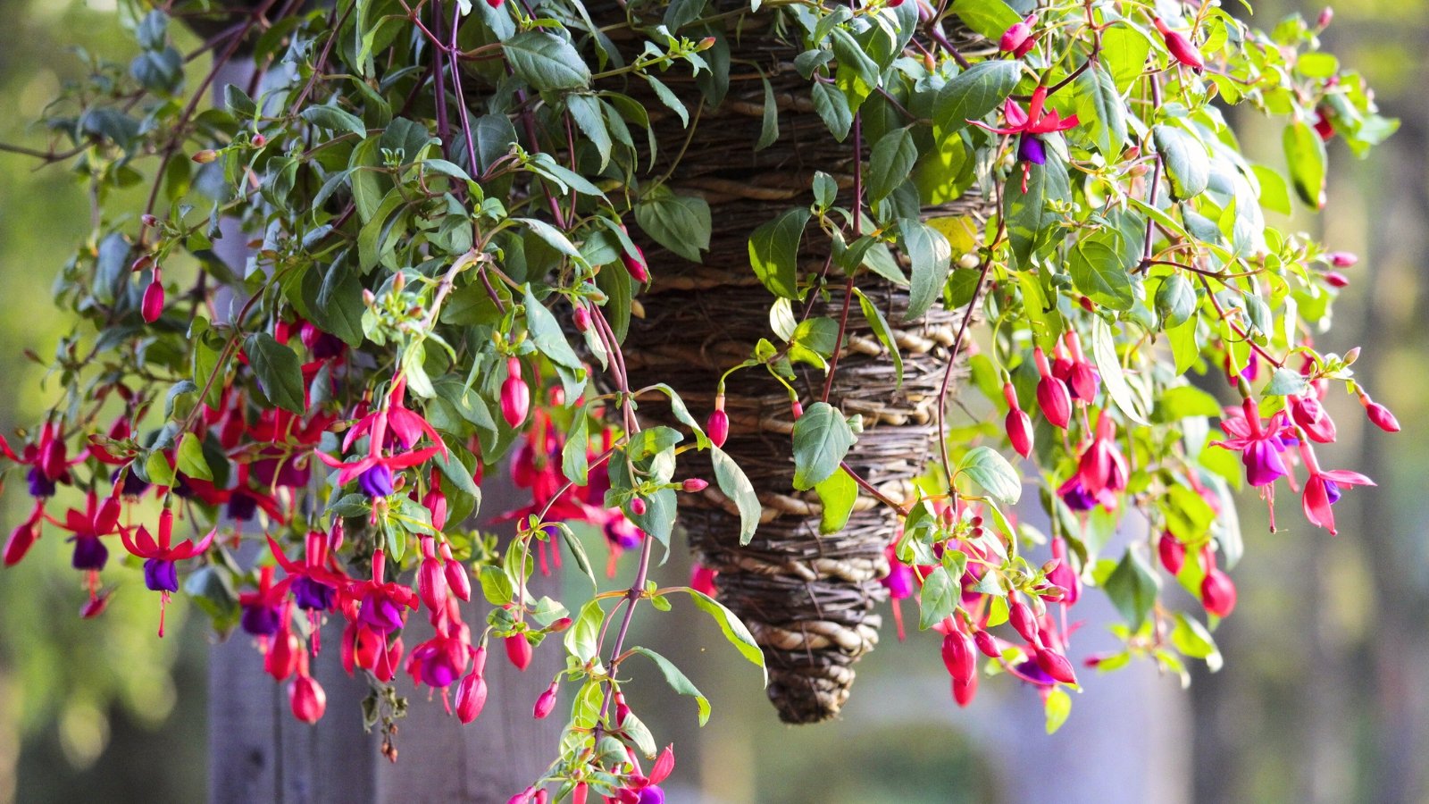 Trailing fuchsia variety with arching stems covered in pink and purple bell-shaped flowers spills over a hanging cone pot in a sunny garden setting.