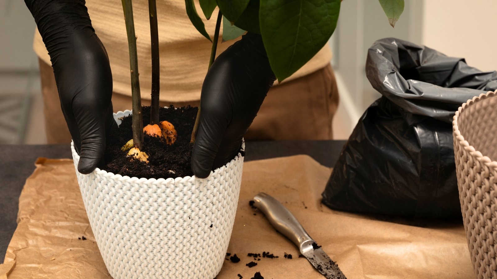 Close-up of male hands in black gloves transplanting avocado tree seedlings with large glossy foliage into a large white pot, indoors.