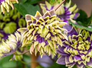 One of the unique clematis varieties, this plant features layered purple and green ruffled blooms with spiky centers above dark green foliage.