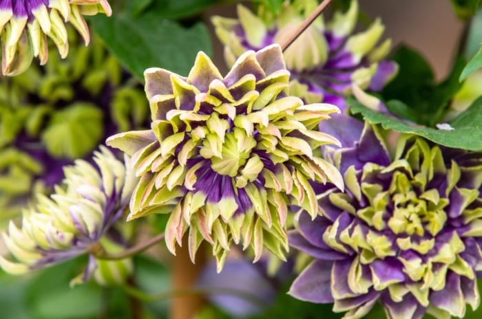 One of the unique clematis varieties, this plant features layered purple and green ruffled blooms with spiky centers above dark green foliage.
