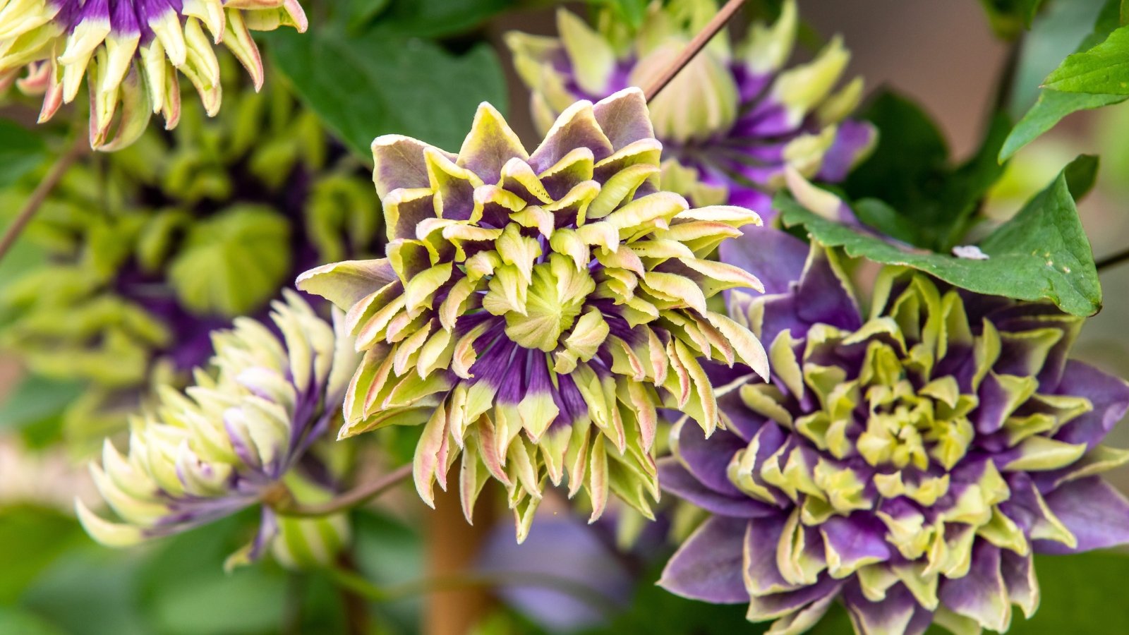 One of the unique clematis varieties, this plant features layered purple and green ruffled blooms with spiky centers above dark green foliage.