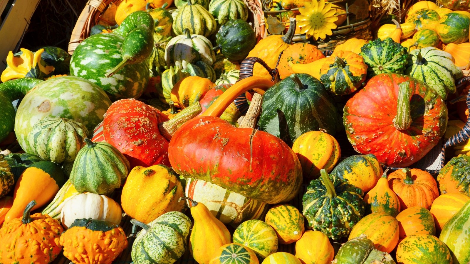 11 Unusual Gourds to Plant Now for Fall
