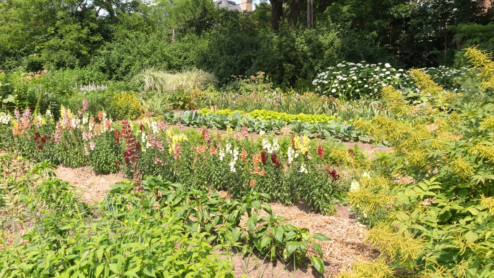 Large vegetable garden with various vegetable crops, flowering perennials and annuals, lush bushes and green trees, in a sunny garden.