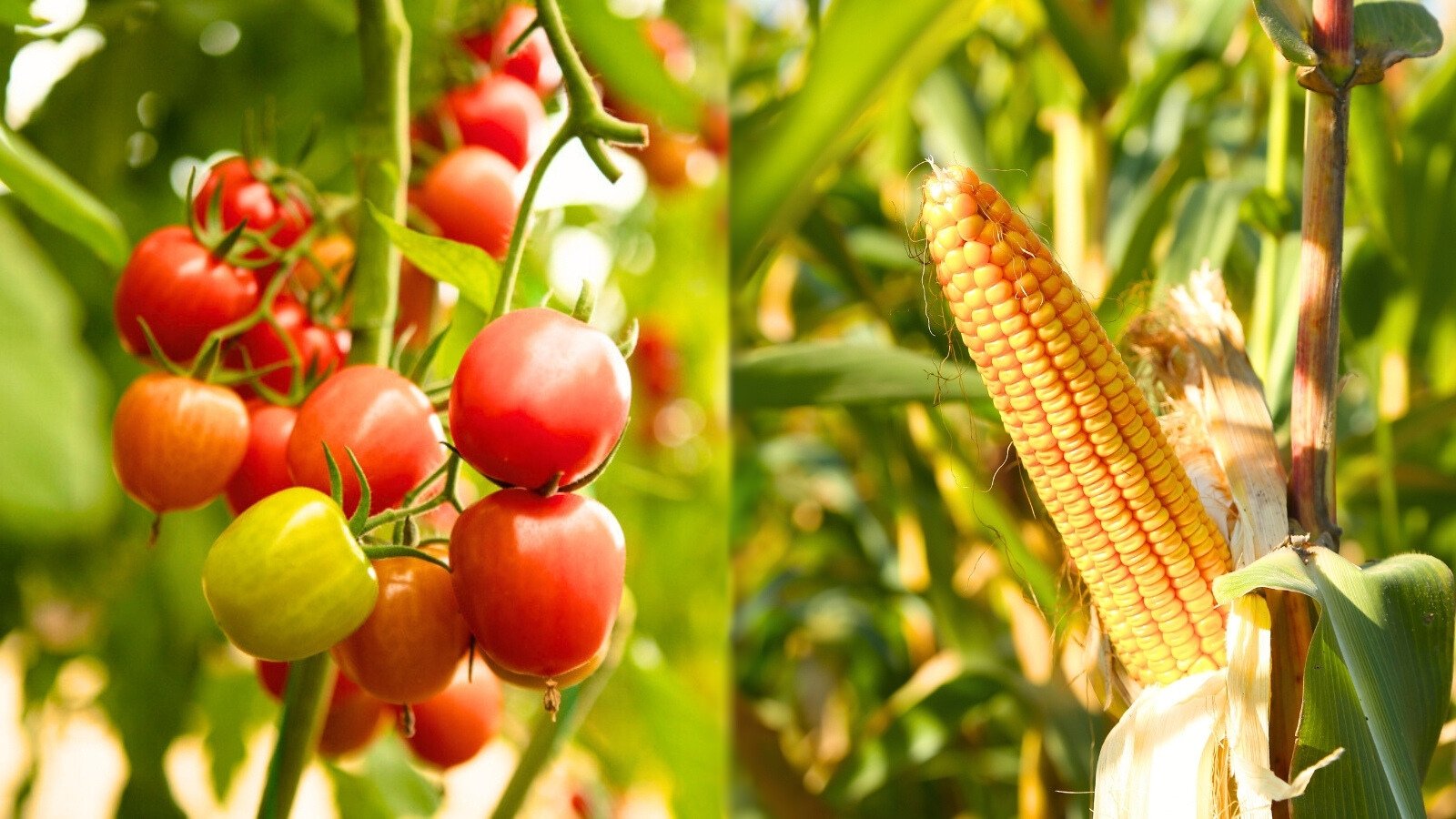 A close-up of bright red cherry tomatoes hanging from stems amidst green foliage, next to a ripe ear of corn with golden kernels, on a vertical sturdy stem with long ribbon-like leaves, showing vegetables that should never be planted together.