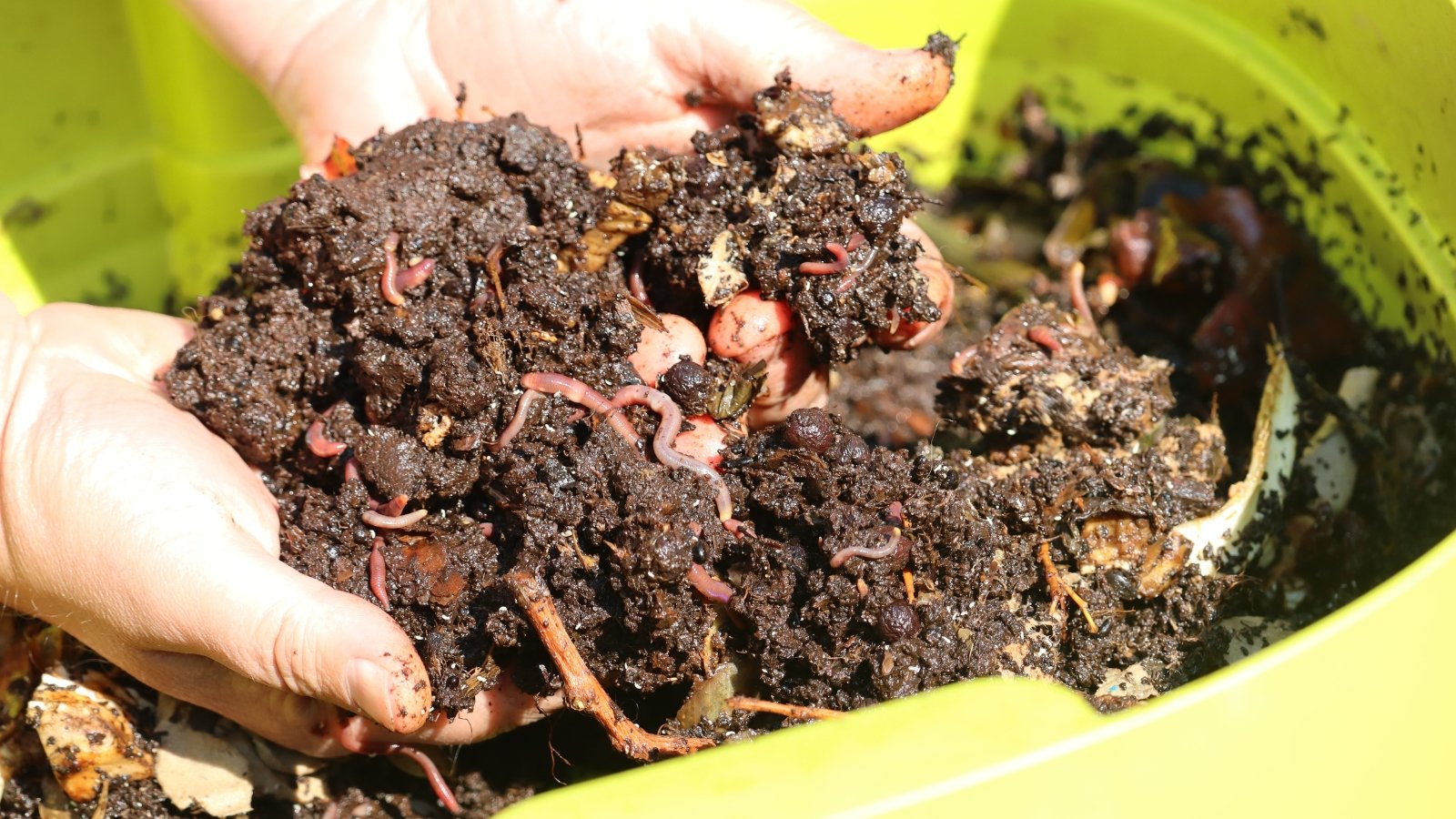 A gardener's hands show wet compost mixed with long red worms in a green plastic vermicomposter.