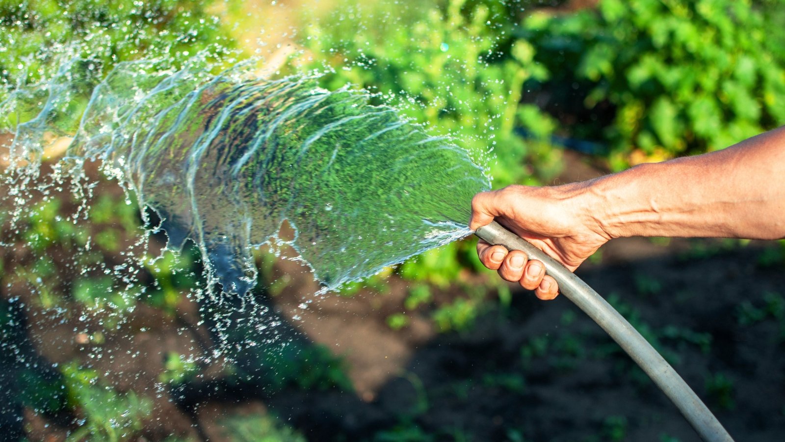 7 Tips For Watering Plants In A Heat Wave Water Plants Heat Wave
