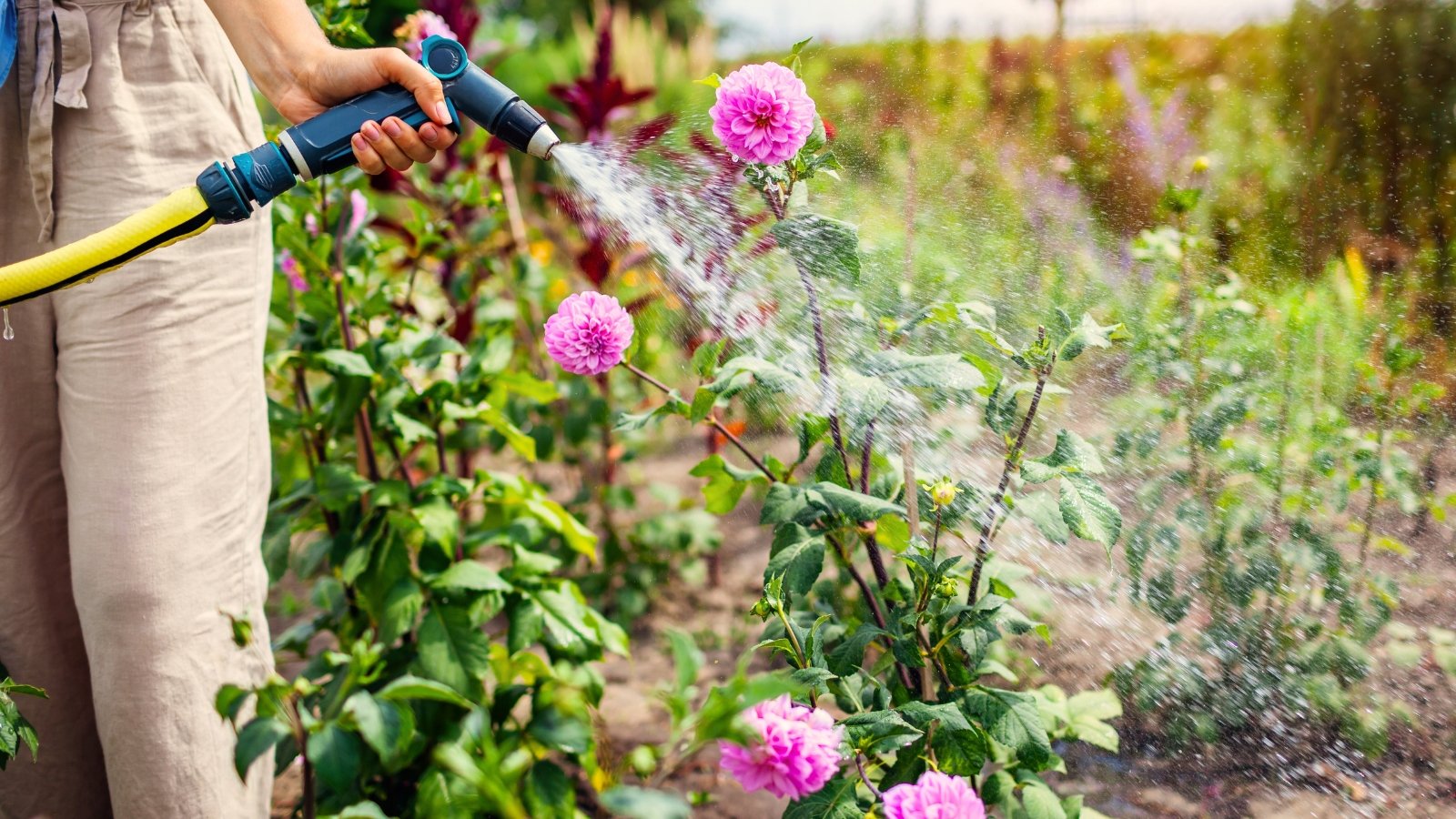Close-up of a female gardener watering blooming pink dahlias using a hose pipe.