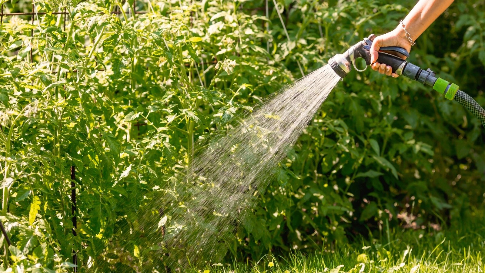 A female gardener waters tall tomato plants using a hose with a spray nozzle in a sunny garden.
